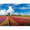 Windmolen tulpen veld