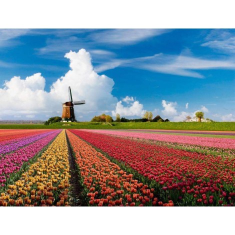 Windmolen tulpen veld