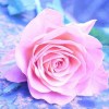 Roze Roos