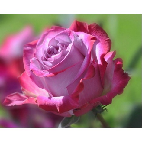 Prachtige Roze Roos