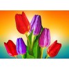 Tulpen